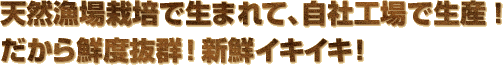 天然漁場栽培で生まれて、自社工場で生産！だから鮮度抜群！新鮮イキイキ！